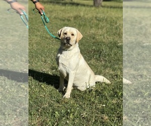 Father of the Labrador Retriever puppies born on 04/03/2026