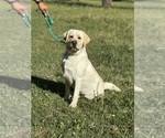 Small Photo #1 Labrador Retriever Puppy For Sale in GERBER, CA, USA