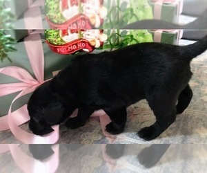 Labrador Retriever Puppy for Sale in SIGNAL MOUNTAIN, Tennessee USA