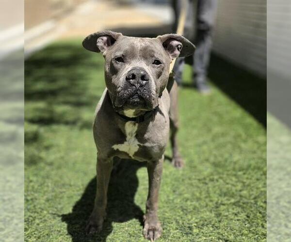 Medium Photo #2 Mutt Puppy For Sale in Las Vegas, NV, USA