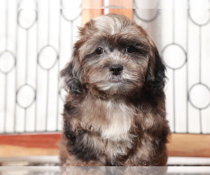 ShihPoo Puppy for sale in NAPLES, FL, USA