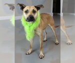 Nala - Female Mutt Dog for Adoption - Small photo