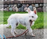 Small #2 Cairn Terrier Mix