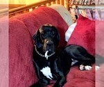 Small Photo #1 Great Dane Puppy For Sale in BARTLETT, IL, USA