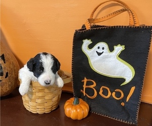 Bernedoodle Puppy for sale in MINBURN, IA, USA
