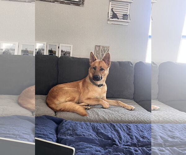 Medium Photo #1 German Shepherd Dog-Unknown Mix Puppy For Sale in Polson, MT, USA