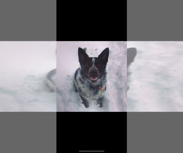 Medium Photo #3 Mutt Puppy For Sale in Bellingham, WA, USA