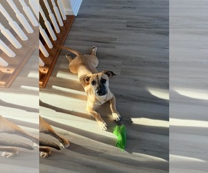 Kallie - Female Mutt Dog for Adoption - Photo #10