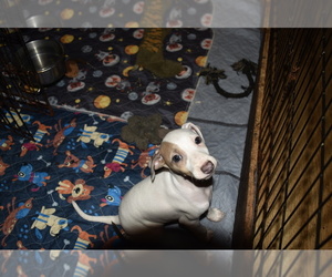 Italian Greyhound Puppy for sale in GRAHAM, WA, USA