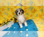 Small Photo #18 Bernedoodle-Poodle (Toy) Mix Puppy For Sale in BLACK FOREST, CO, USA