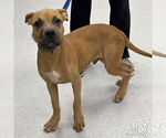 Small #2 Retriever  Mix