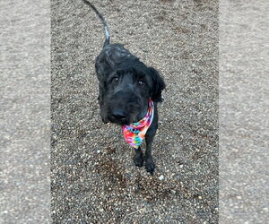Labrador Retriever Dogs for adoption in Evansville, IN, USA