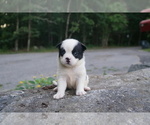 Puppy 3 American Bully-Unknown Mix