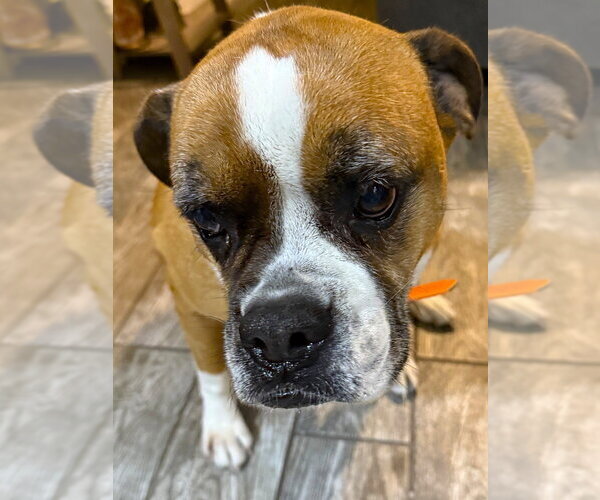 Medium Photo #3 Boxer Puppy For Sale in Austin, TX, USA