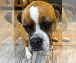 Small #2 Boxer