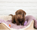 Small #2 Labrador Retriever