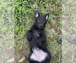 Puppy Black German Shepherd Dog
