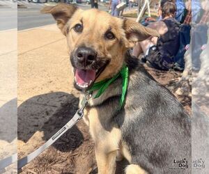 Mutt Dogs for adoption in Washington, DC, USA