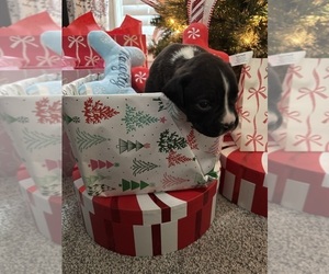 Boxer Puppy for sale in PRINCETON, WV, USA
