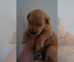 Puppy Calla Lily Goldendoodle (Miniature)