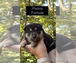 Puppy Penny Shiba Inu