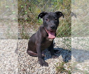 Labrador Retriever Dogs for adoption in Lake City, MI, USA