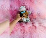Small #14 Poodle (Toy)