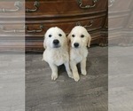 Small #3 Golden Retriever
