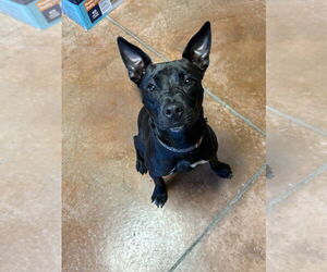 American Pit Bull Terrier-Unknown Mix Dogs for adoption in Bolivar, MO, USA