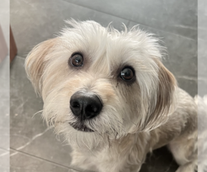 Shih Tzu-Unknown Mix Dogs for adoption in San Ramon, CA, USA