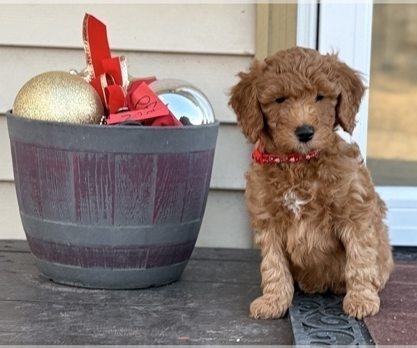 Medium Photo #14 Goldendoodle (Miniature) Puppy For Sale in SAINT MARYS, KS, USA