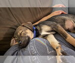 Small #2 Mutt