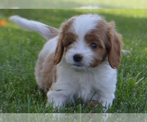 Medium Cavapoo