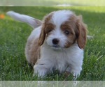 Puppy Natalie Cavapoo