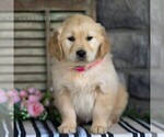 Small Photo #2 Golden Retriever Puppy For Sale in LITITZ, PA, USA