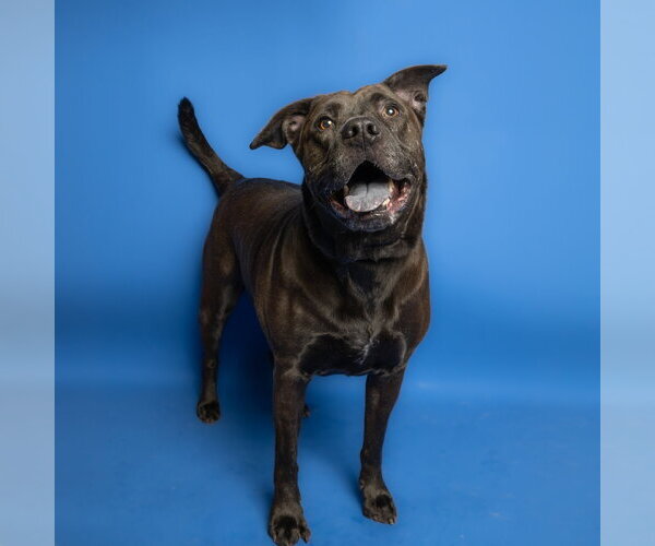 Medium Photo #1 Mutt Puppy For Sale in Rowlett, TX, USA