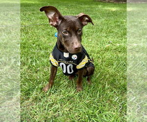 Doberman Pinscher-Labrador Retriever Mix Dogs for adoption in Springdale, PA, USA