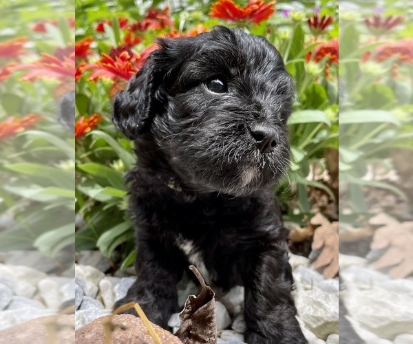 Medium Photo #4 Cavapoo Puppy For Sale in LEICESTER, NC, USA