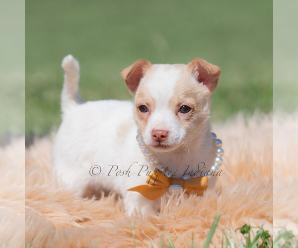 Medium Photo #75 Chihuahua Puppy For Sale in WARSAW, IN, USA