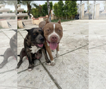 Small Photo #1 American Bully Puppy For Sale in PERRIS, CA, USA