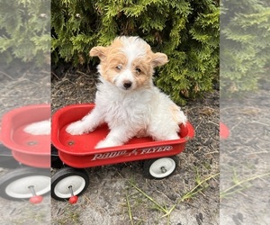 Maltese Puppy for sale in MIDDLEBURY, IN, USA