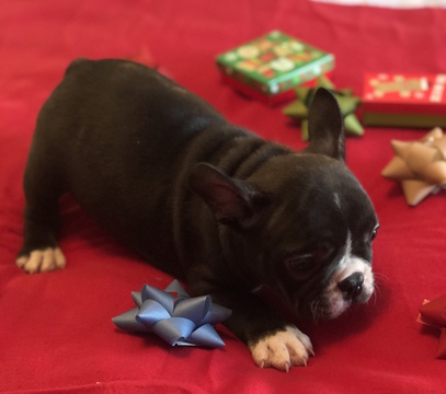 Medium Photo #3 French Bulldog Puppy For Sale in CHARLESTON, SC, USA