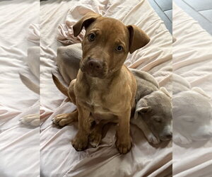 Labrador Retriever-Unknown Mix Dogs for adoption in Rockaway, NJ, USA