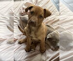 Small Labrador Retriever Mix