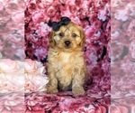 Small Photo #3 Cavachon-Poodle (Miniature) Mix Puppy For Sale in AIRVILLE, PA, USA