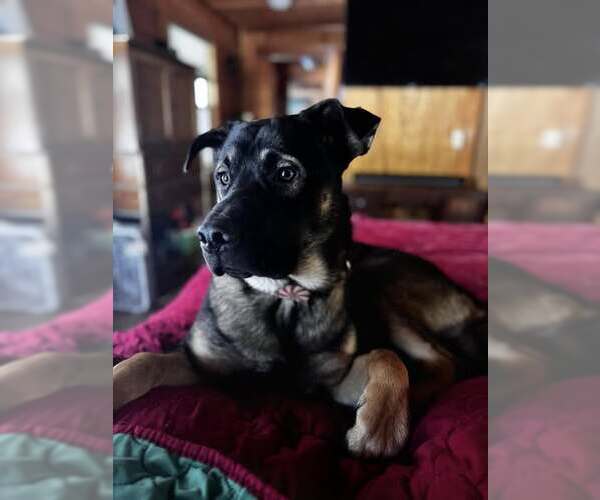 Medium Photo #6 German Shepherd Dog-Unknown Mix Puppy For Sale in New Hill, NC, USA