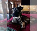 Small #5 German Shepherd Dog Mix