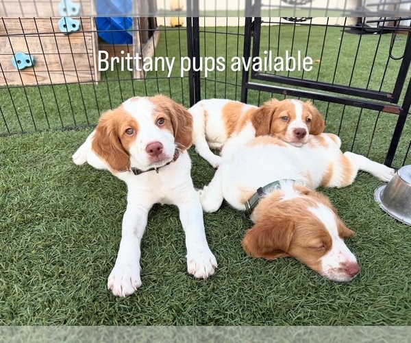 Medium Photo #5 Brittany Puppy For Sale in MORENO VALLEY, CA, USA