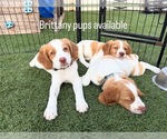 Small Photo #5 Brittany Puppy For Sale in MORENO VALLEY, CA, USA