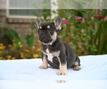 Small Photo #15 French Bulldog Puppy For Sale in DECATUR, GA, USA